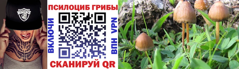 Галлюциногенные грибы Psilocybine cubensis закладка Вилючинск